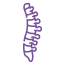 spine-purple